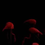 Profile Picture of Emmanuel Alice (@Emmanuel-Alice) on Facebook