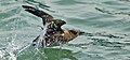 Profile Photo of Marbled murreleton Wikipedia