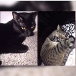 Profile Picture of Alice & Hershey🐱💞 (@catlovers_1127) on Instagram