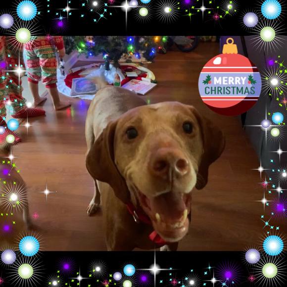 Profile Picture of Rebecca Krippner (@trublu1n2) on Poshmark