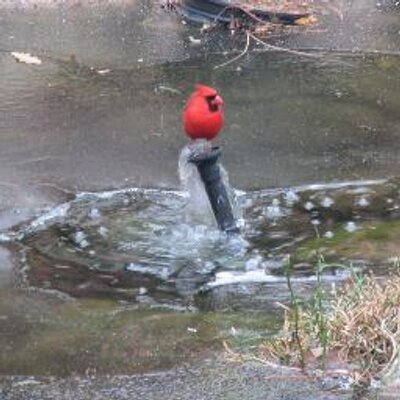 Profile Picture of Pfalcone (@FalconePhilip) on Twitter