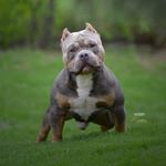 Profile Picture of 𝐊𝐈𝐍𝐆𝐃𝐎𝐌 𝐊𝐄𝐍𝐍𝐄𝐋𝐒 (@kingdom_kennels1) on Instagram