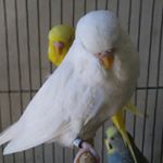 Profile Picture of Aves Isaac Miramontes (@aves_isaac_miramontes) on Instagram