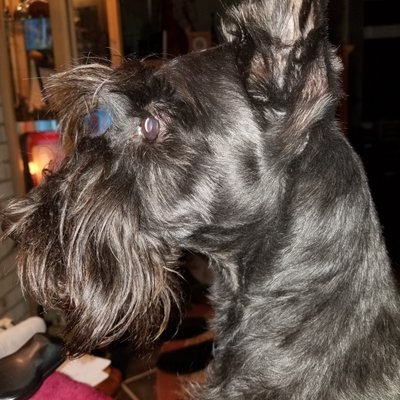 Profile Picture of Land Shark (@DennisS55084428) on Twitter