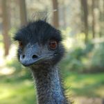 Profile Picture of Jane (@ja.ne_moe) on Instagram