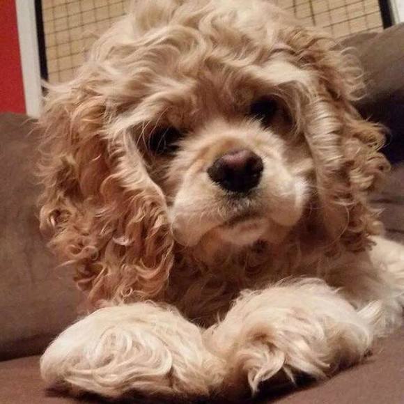 Profile Picture of Lubov Maya (@wlntertouches) on Poshmark