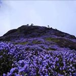 Profile Picture of Anu Joseph blogs (@thumbayum_kurinjeem) on Instagram