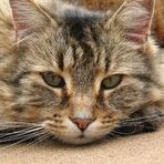 Profile Picture of Lisa Scuderi (@lisa.scuderi.9) on Facebook