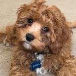 Profile Picture of Russell Reese ▫️Cavapoo▫️ (@russellsprouters) on Instagram