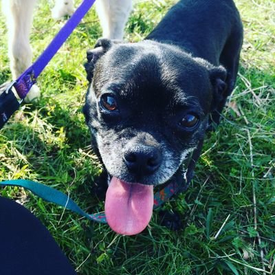 Profile Picture of David Suits (@homebrew13) on Twitter