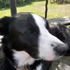 Profile Picture of DoggoReuben (@reuben_the_collie) on Tiktok