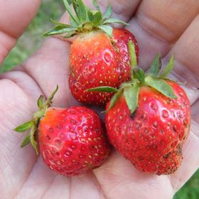 Debbie Kong - Pinterest Profile Picture of Debbie Kong (@dkong) on Pinterest