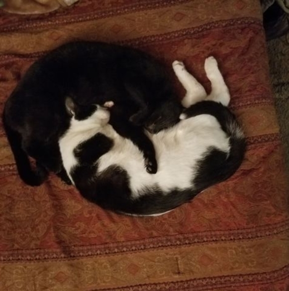 Profile Picture of Richard Blumen (@rickfl62) on Poshmark