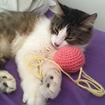 Seth🐱 - Instagram Profile Picture of Seth🐱 (@seth._.emery) on Instagram