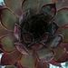 Profile Picture of Julia McCord (@mccordjpm) on Pinterest