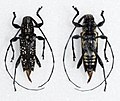 Profile Picture of Colobothea aleataon Wikipedia