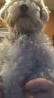 Profile Picture of   Maddie🐶🐶... (@maddiethehavapoo) on Tiktok