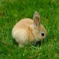 Profile Picture of Diana Koo (@diana-koo-2) on Quora