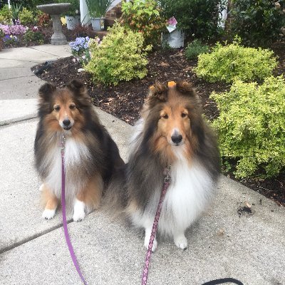 Profile Picture of Denise M FitzPatrick (@Sheltiegirldncs) on Twitter