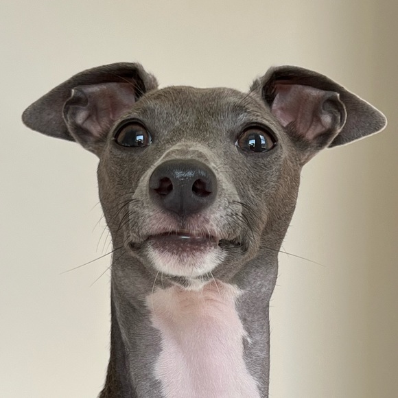 Profile Picture of Hedy Cui (@didihasstitch) on Poshmark