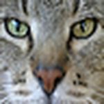 Profile Picture of dhweber (@dhweber) on Flickr