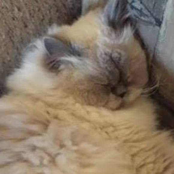 Profile Picture of Marina Ermakova (@erm1119) on Poshmark