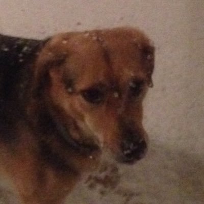 Profile Picture of Kelly McDevitt (@KellyCrud) on Twitter