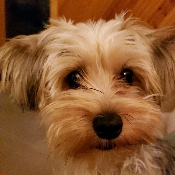 Profile Picture of Sasha Freeman (@brb18180) on Poshmark