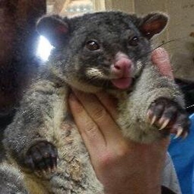 Profile Picture of Blake M Allan (@blakemallan) on Twitter