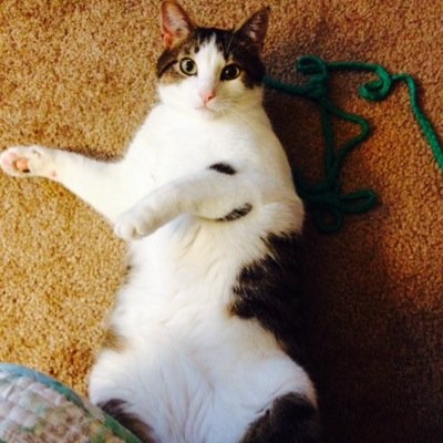 Profile Picture of Sharon Schaefer (@sharonjune1954) on Twitter