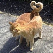 Profile Picture of Kevin Taing (@kevintaing8801) on Youtube