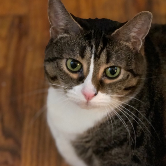 Profile Picture of Tasha Paul (@tashmahalstorm) on Poshmark