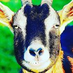 Profile Picture of felipe gutierrez (@felipegutierrez78) on Instagram