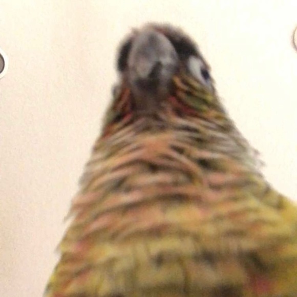 Profile Picture of Andrew Jallo (@andrewjallo) on Poshmark