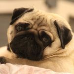 Profile Picture of MANDY THE PUG (@mandylittledog) on Instagram