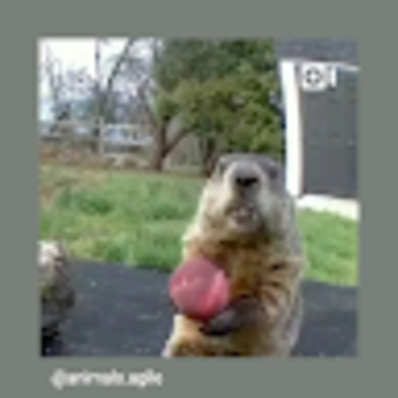 Profile Picture of Dobie James (@jsortord) on Poshmark