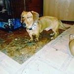 Profile Picture of fritz and pudge dashchund page (@fritz_baby33) on Instagram