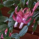 Profile Picture of Pat Cheek (@pahcheek12) on Instagram