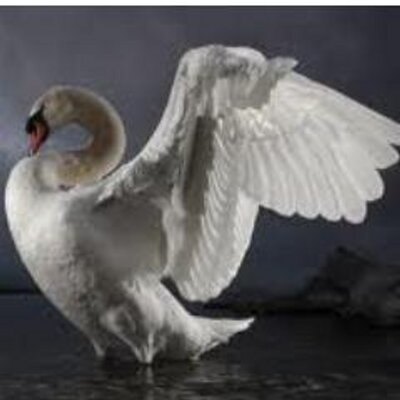 Profile Picture of Robert Hopkins (@rob_hopkins1) on Twitter