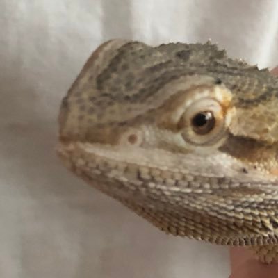 Profile Picture of Vincent Vollaro (@vollaro_vincent) on Twitter