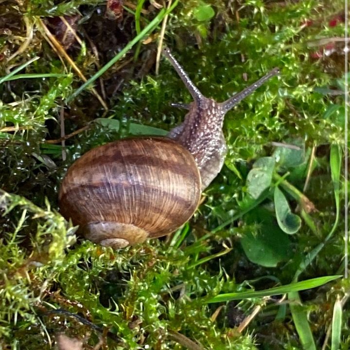 Profile Picture of 🐌𝑅𝑜𝒷𝑒𝓇𝓉🐌 (@robert.die.schnecke) on Tiktok