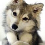 Profile Picture of Thomas Wolff (@konicek_3509__mckinley) on Instagram