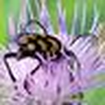 Chris Hewitt - Flickr Profile Picture of Chris Hewitt (@samurai303) on Flickr