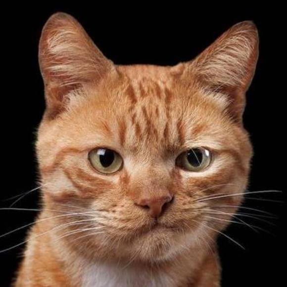 Michael r Umberger - Poshmark Profile Picture of Michael r Umberger (@safaridiscolion) on Poshmark