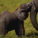 Profile Picture of cassidy schneider (@casscass2209) on Instagram