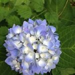 Profile Picture of Carol Skaggs (@carol.skaggs.37) on Instagram