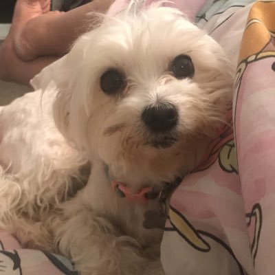 Profile Picture of Brianna McCabe (@Bree3291) on Twitter