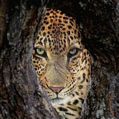 Profile Picture of Elkin Daniel Bayona Rodriguez (@ElkindanielBay2) on Twitter