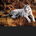 Profile Picture of Michael Tyger (@michaeltyger) on Instagram