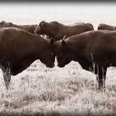 Profile Picture of Sean Mixon (@BentSpurFarm) on Twitter